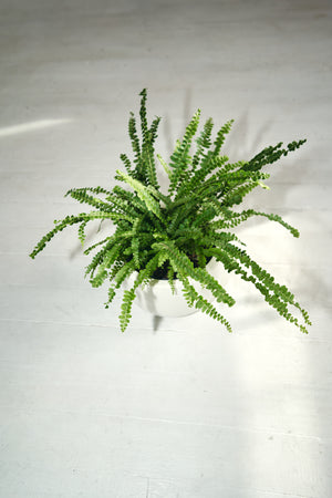 Lemon Button fern