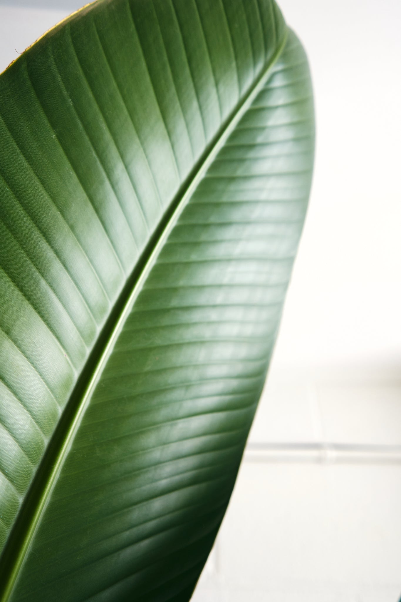 Bird of Paradise - 14"