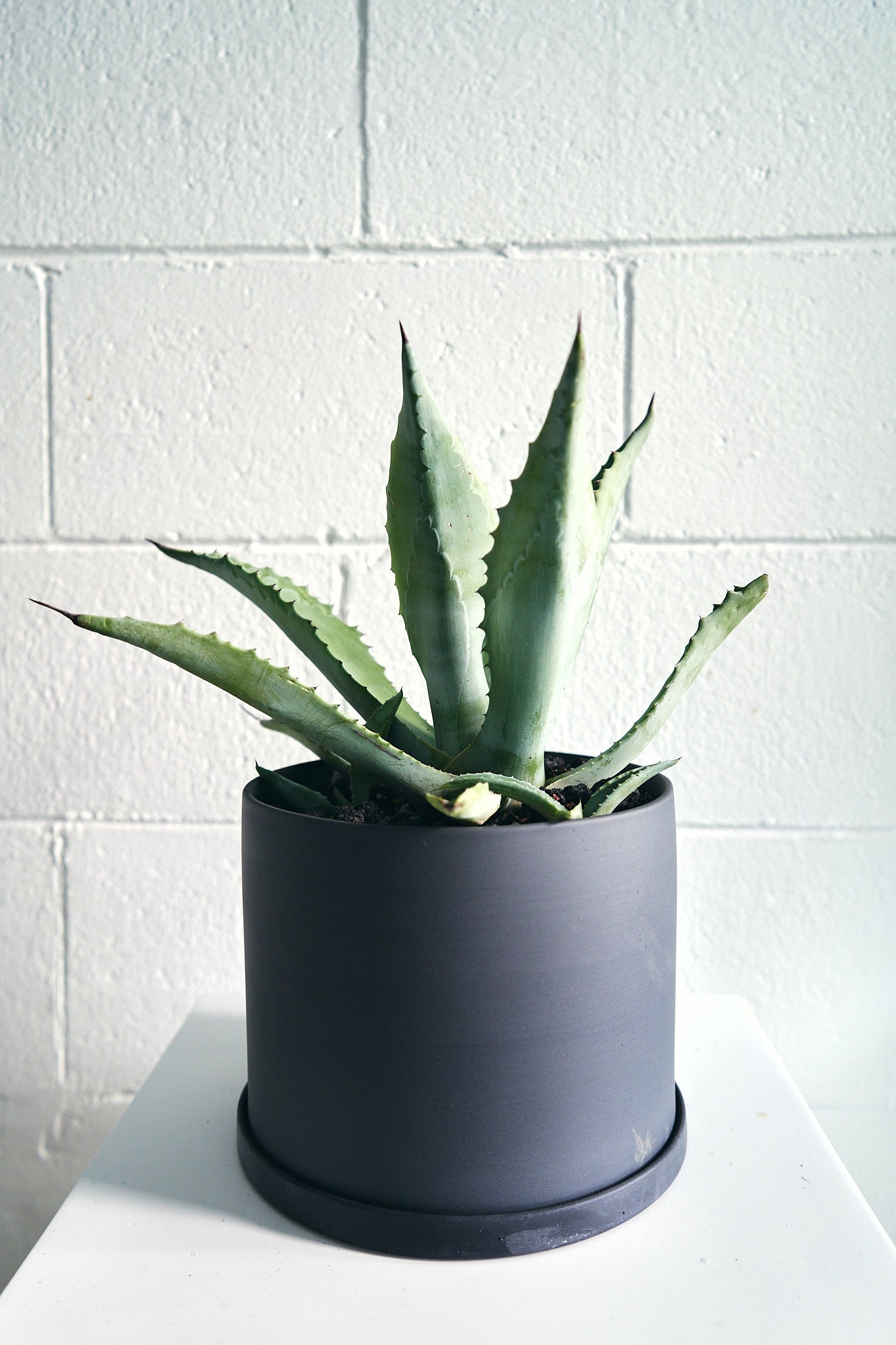 Large Agave Potted in Medium Jungle Supply Ceramic Plant Pot in Charcoal