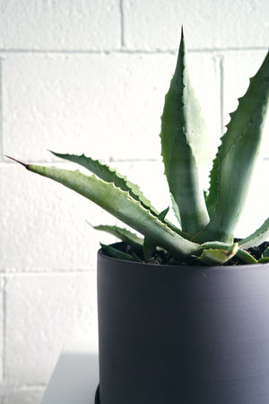 Large Agave Potted in Medium Jungle Supply Ceramic Plant Pot in Charcoal