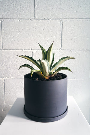 Large Agave Potted In Medium Jungle Supply Plant Pot in Charcoal