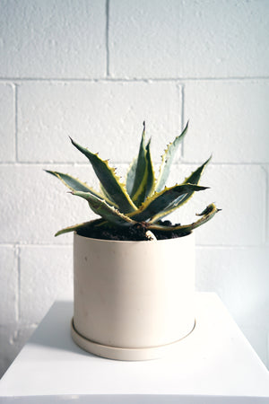 Large Agave Potted in Medium Jungle Supply Ceramic Plant Pot in Beige