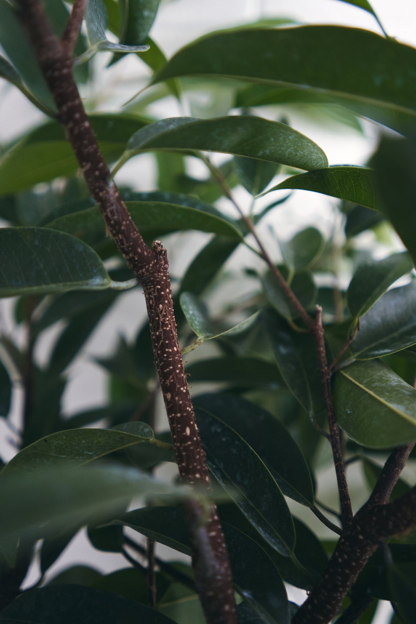 Ficus Amstel King