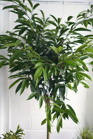 Ficus Amstel King