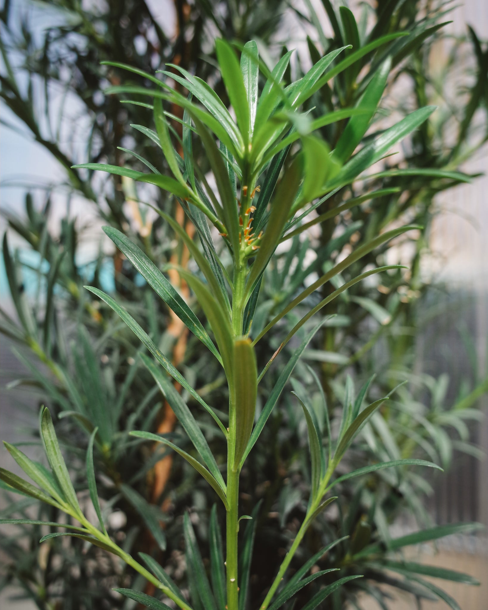 Podocarpus