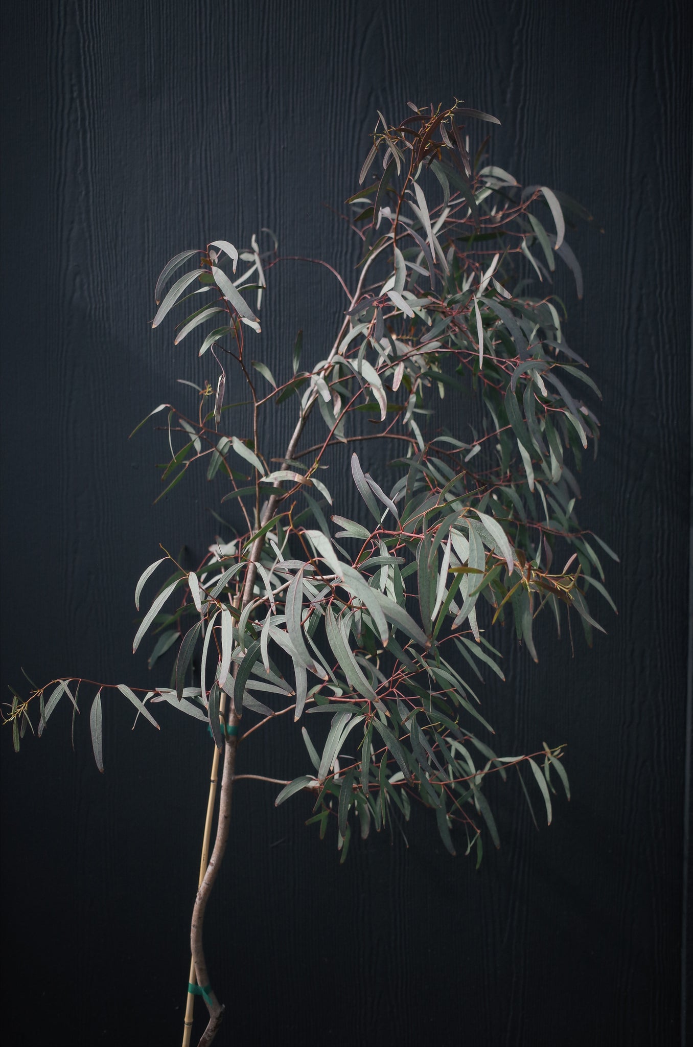 Medium Eucalyptus