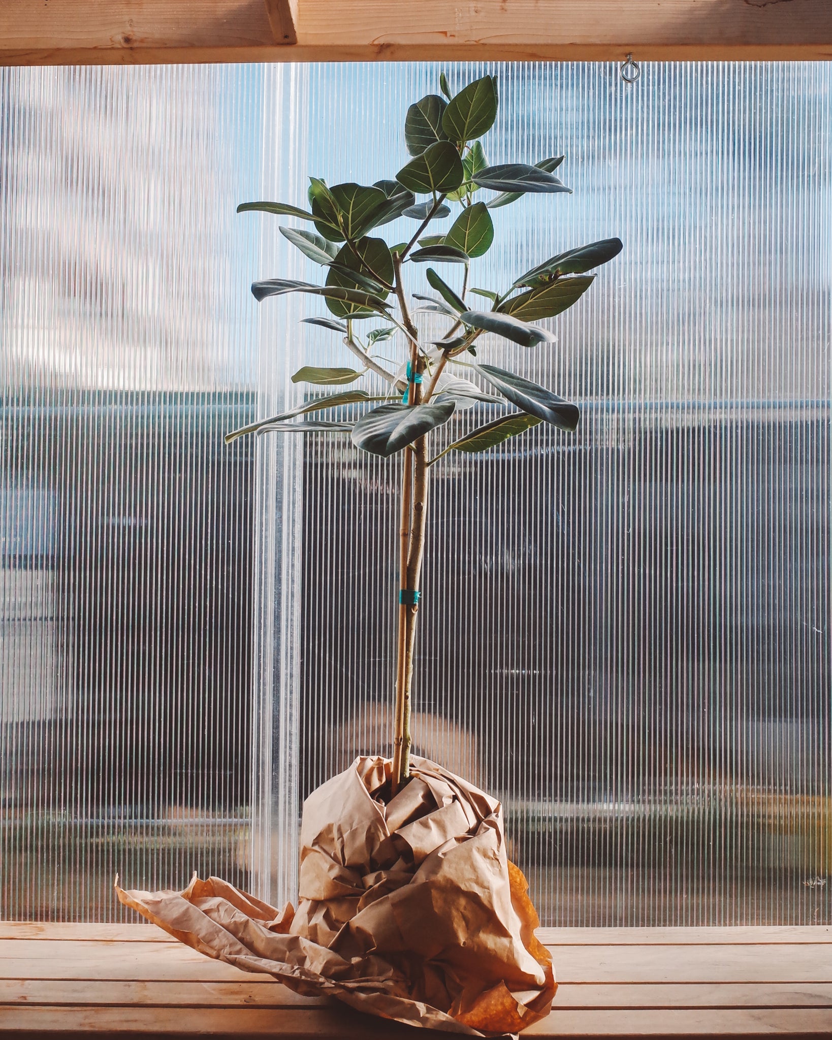 Ficus Audrey - 10"