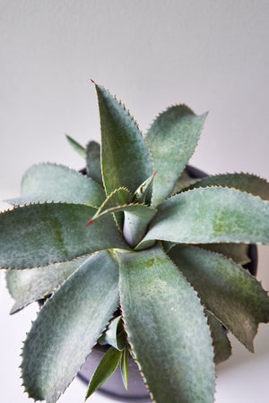 8" Black Manfreda Barney