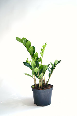 ZZ Plant